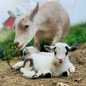 BMK goats