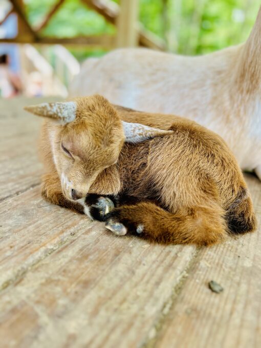 Baby Goat Camp- June 30th and July 1st - Image 6