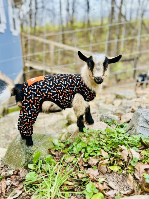 Baby Goat Camp- June 30th and July 1st