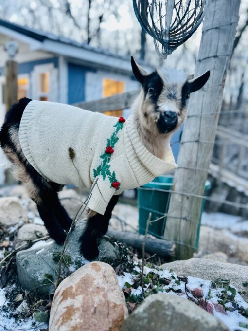 Baby Goat Camp- June 30th and July 1st - Image 3