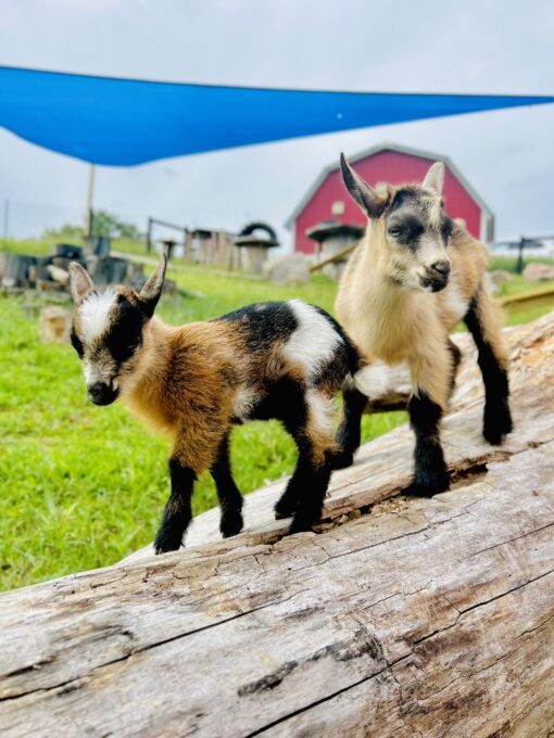 Baby Goat Camp- June 30th and July 1st - Image 11