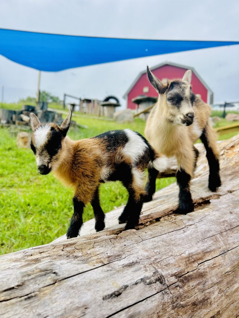 baby goats bmk