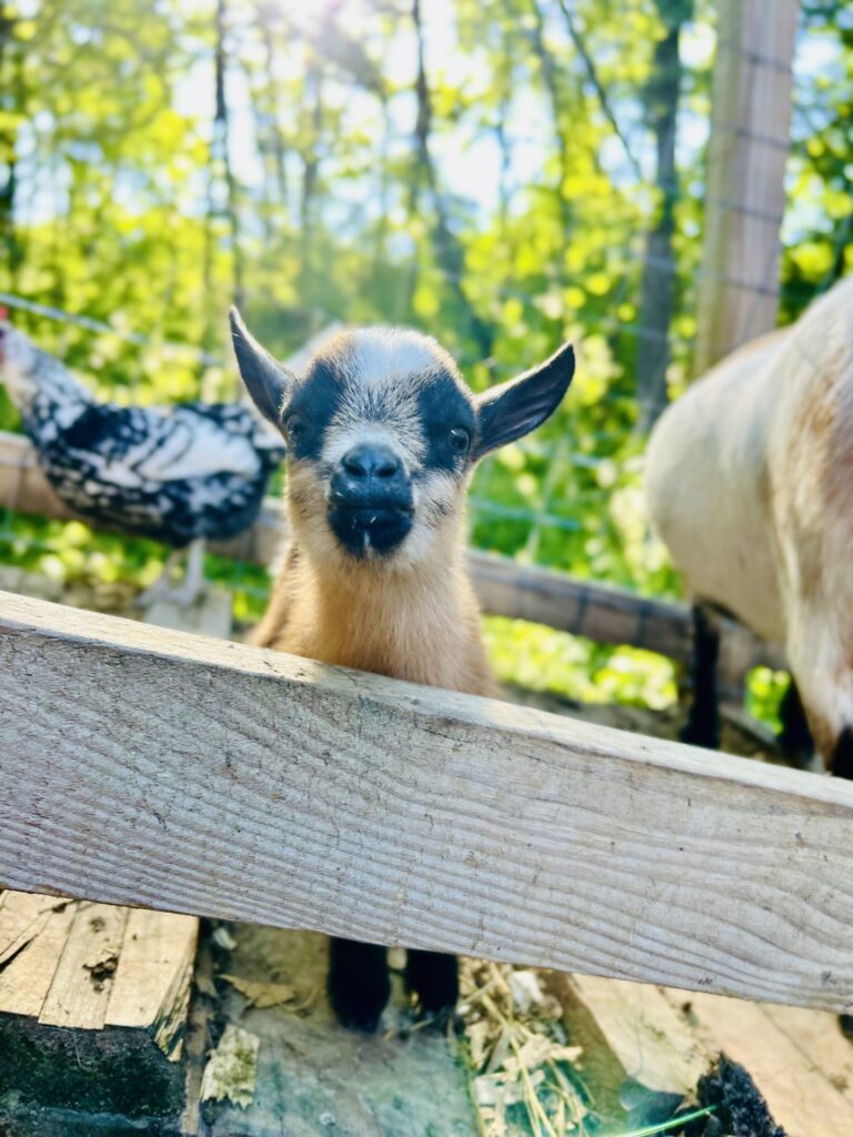 bmk baby goat cc